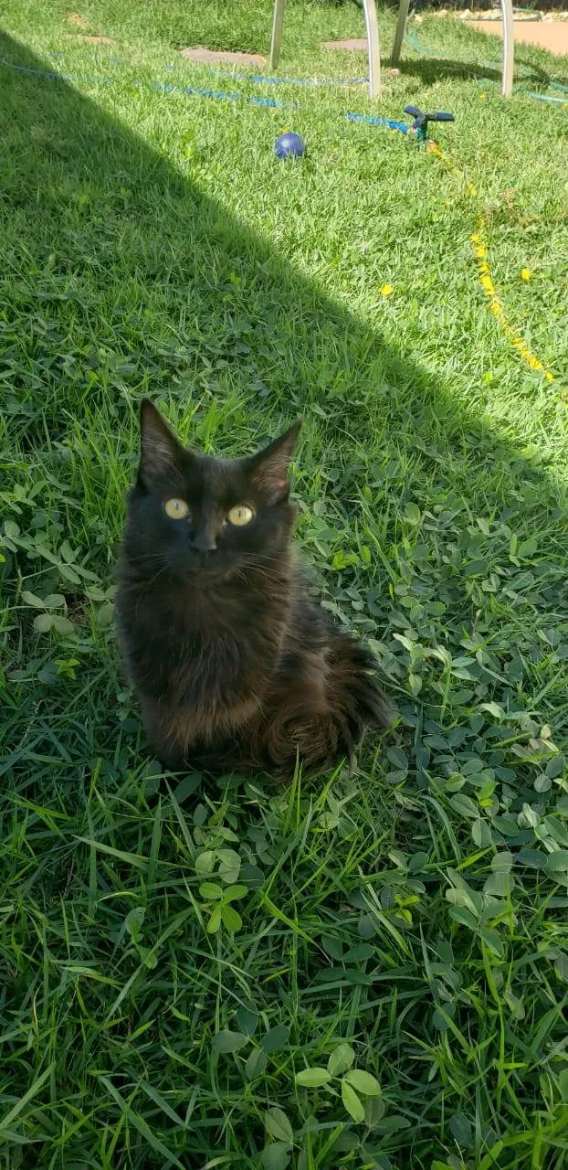 Gato ra a SRD-ViraLata idade 2 a 6 meses nome Taj