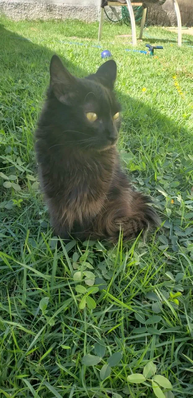 Gato ra a SRD-ViraLata idade 2 a 6 meses nome Taj