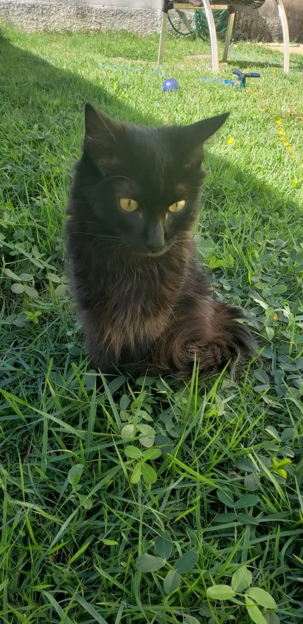Gato ra a SRD-ViraLata idade 2 a 6 meses nome Taj