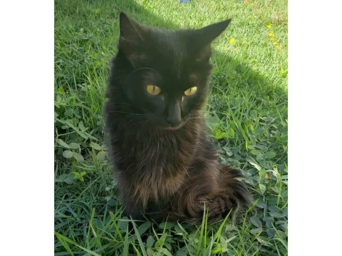 Gato ra a SRD-ViraLata idade 2 a 6 meses nome Taj