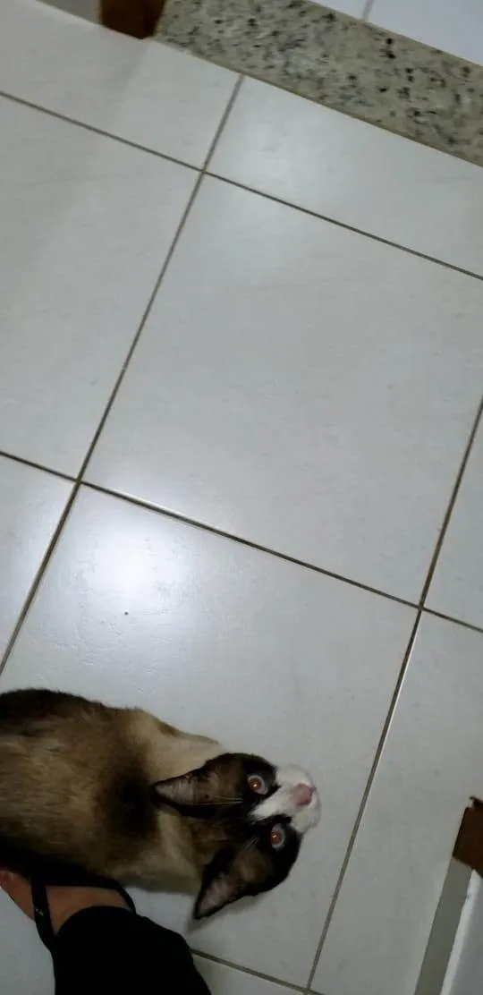 Gato ra a SRD-ViraLata idade 5 anos nome Romeu, siamês marrom/bege