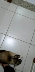 Romeu, siamês marrom/bege