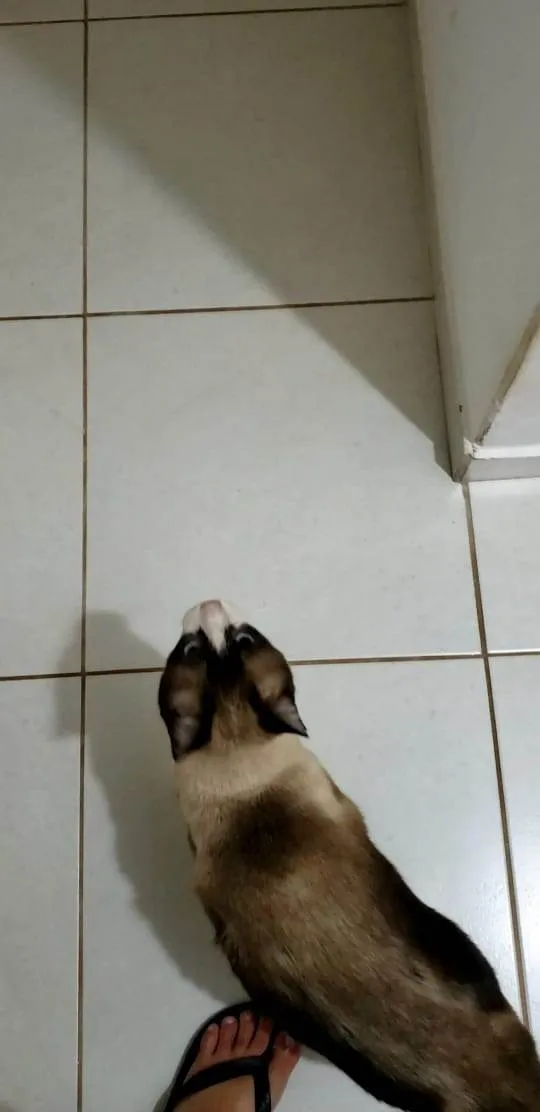 Gato ra a SRD-ViraLata idade 5 anos nome Romeu, siamês marrom/bege