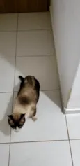 Romeu, siamês marrom/bege