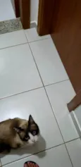 Romeu, siamês marrom/bege