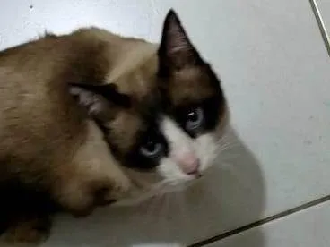 Gato ra a SRD-ViraLata idade 5 anos nome Romeu, siamês marrom/bege