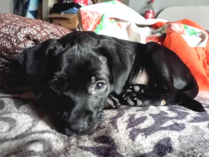 Cachorro raça SRD-ViraLata idade 2 a 6 meses nome Amendoim 