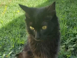 Gato raça SRD-ViraLata idade 2 a 6 meses nome Taj