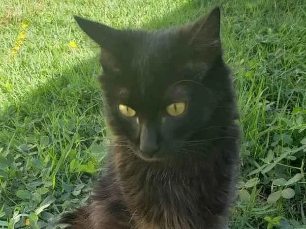 Gato ra a SRD-ViraLata idade 2 a 6 meses nome Taj