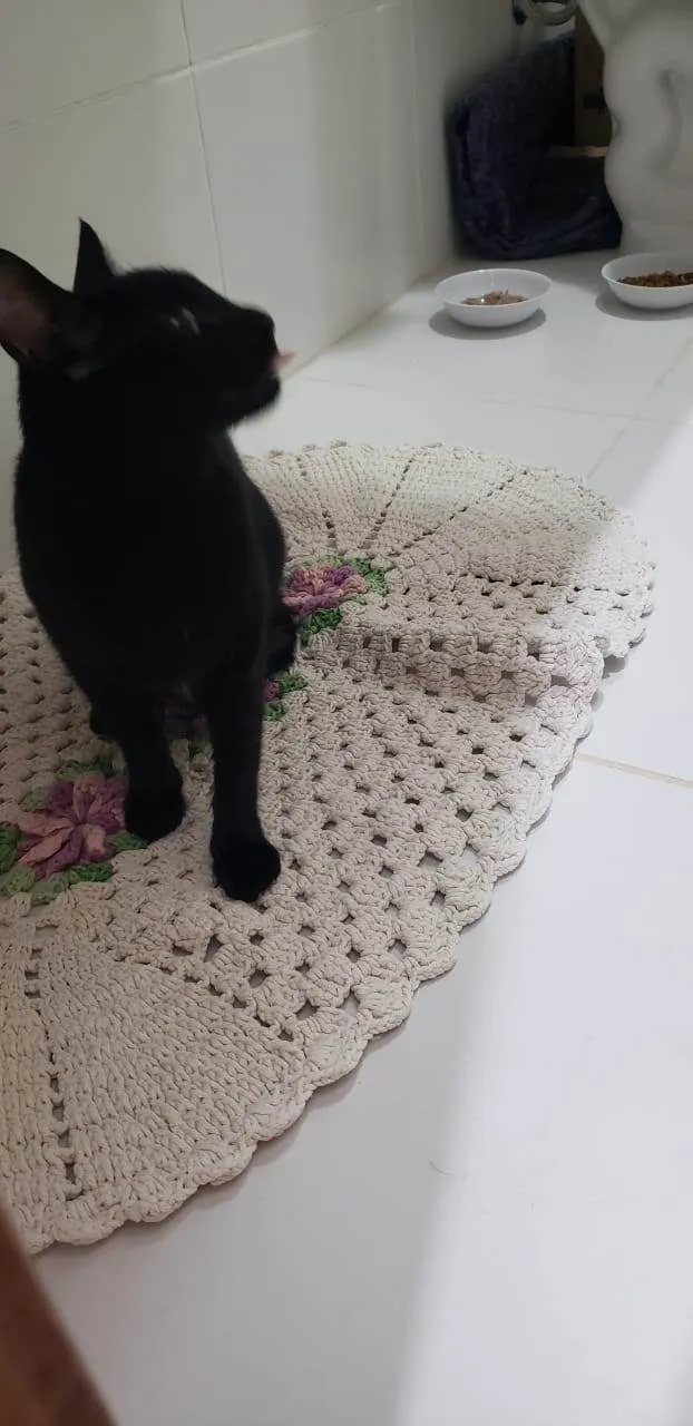 Gato ra a SRD-ViraLata idade 1 ano nome Núbia