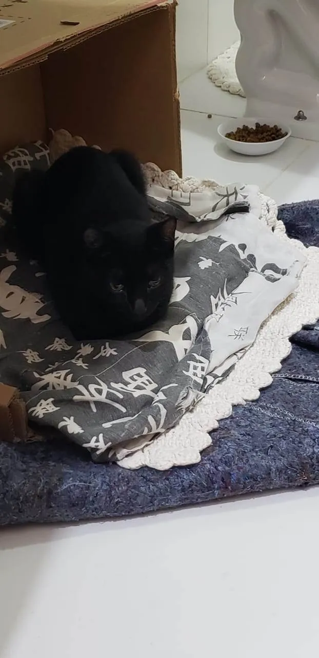 Gato ra a SRD-ViraLata idade 1 ano nome Núbia