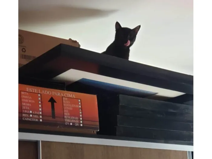 Gato ra a SRD-ViraLata idade 1 ano nome Núbia