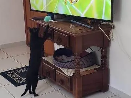Gato ra a SRD-ViraLata idade 1 ano nome Núbia