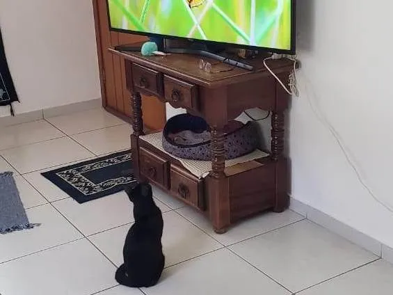 Gato ra a SRD-ViraLata idade 1 ano nome Núbia