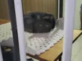 Núbia