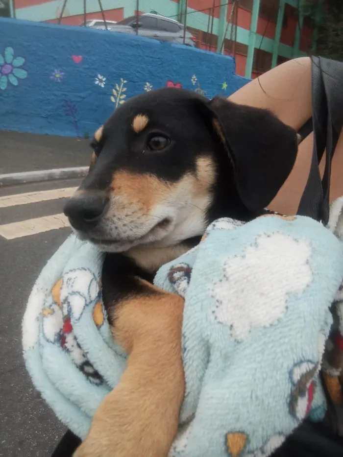 Cachorro ra a SRD-ViraLata idade 1 ano nome Edwiges 