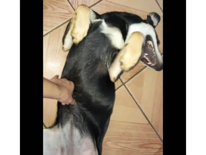 Cachorro ra a SRD-ViraLata idade 1 ano nome Edwiges 