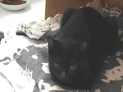 Gato raça SRD-ViraLata idade 1 ano nome Núbia