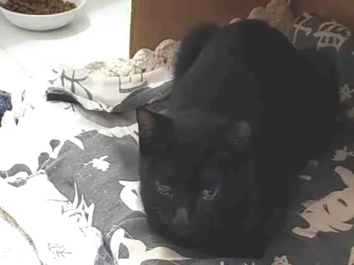 Gato ra a SRD-ViraLata idade 1 ano nome Núbia