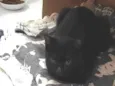 Núbia