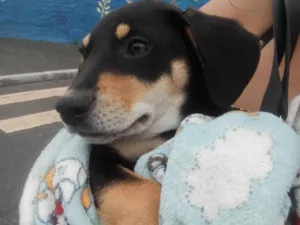 Cachorro raça SRD-ViraLata idade 1 ano nome Edwiges 