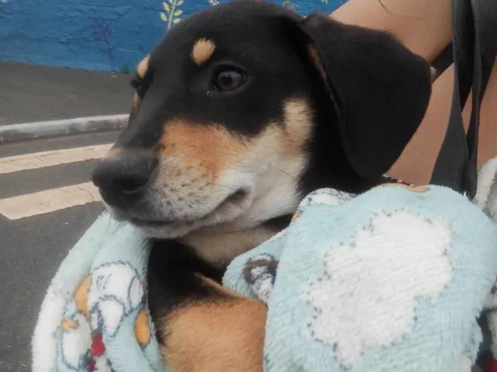 Cachorro ra a SRD-ViraLata idade 1 ano nome Edwiges 