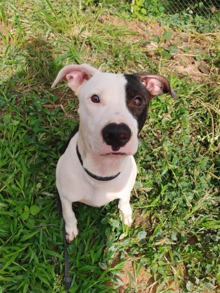 Cachorro ra a Pit-Bull idade 7 a 11 meses nome Billy ou Pirata