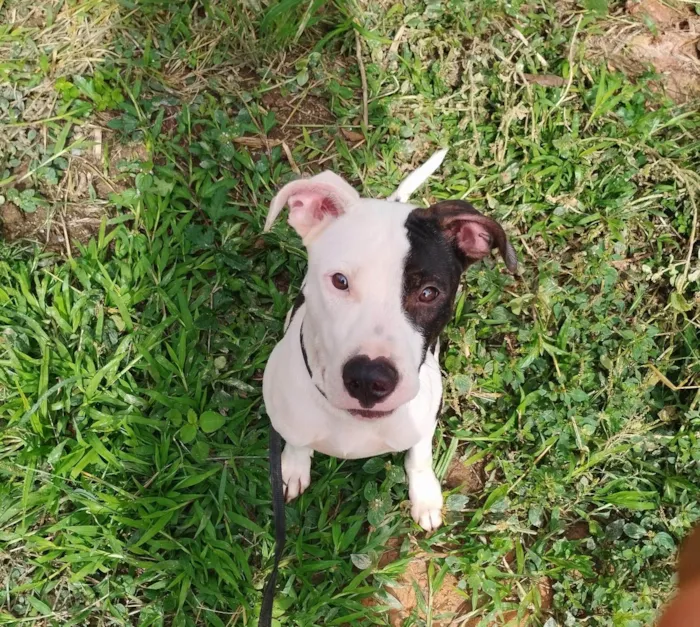 Cachorro ra a Pit-Bull idade 7 a 11 meses nome Billy ou Pirata