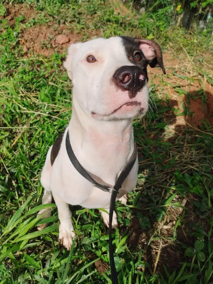 Cachorro ra a Pit-Bull idade 7 a 11 meses nome Billy ou Pirata