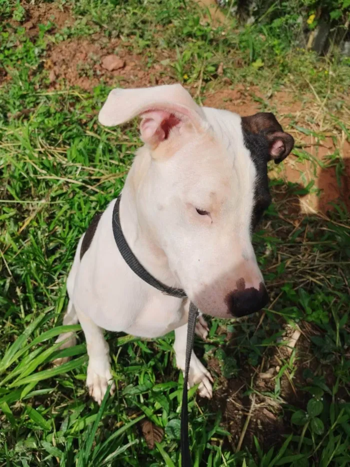 Cachorro ra a Pit-Bull idade 7 a 11 meses nome Billy ou Pirata