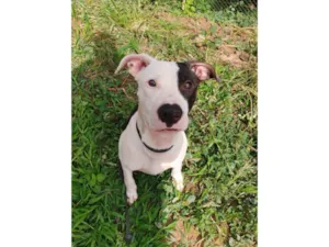 Cachorro raça Pit-Bull idade 7 a 11 meses nome Billy ou Pirata