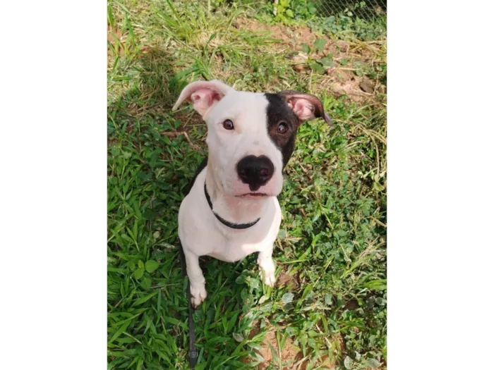 Cachorro ra a Pit-Bull idade 7 a 11 meses nome Billy ou Pirata