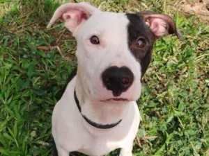 Cachorro raça Pit-Bull idade 7 a 11 meses nome Billy ou Pirata