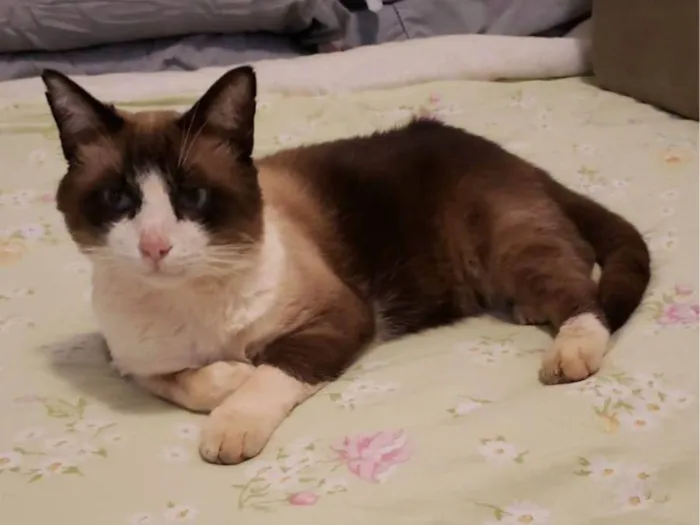 Gato ra a SRD-ViraLata idade 5 anos nome Romeu, siamês marrom/bege