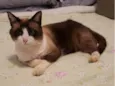 Romeu, siamês marrom/bege