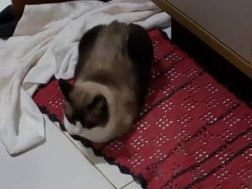 Gato ra a SRD-ViraLata idade 5 anos nome Romeu, siamês marrom/bege