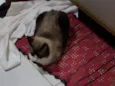 Romeu, siamês marrom/bege