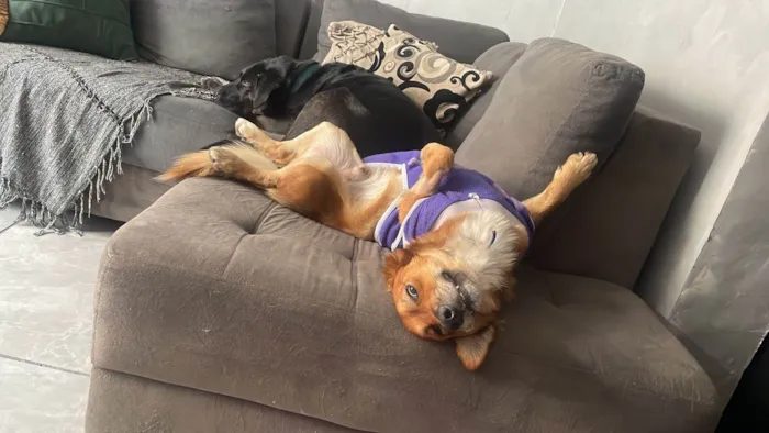 Cachorro ra a SRD-ViraLata idade 1 ano nome Theozinho 