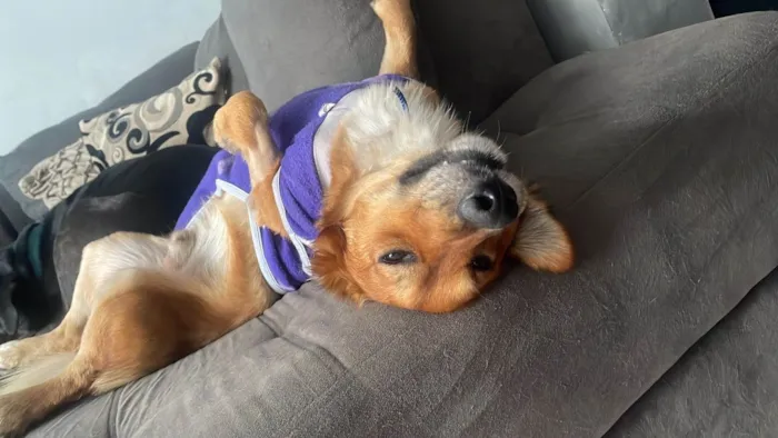Cachorro ra a SRD-ViraLata idade 1 ano nome Theozinho 