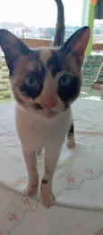 Tapioca