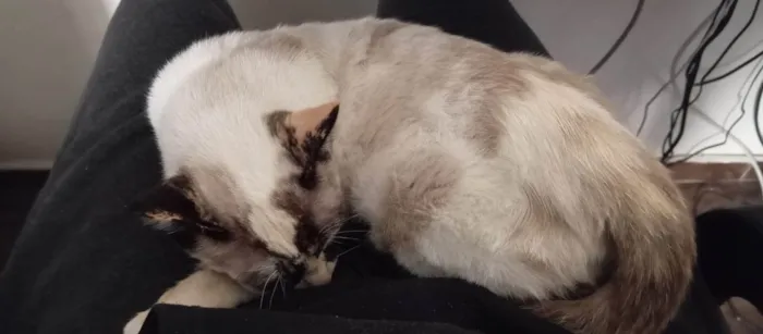Gato ra a SRD-ViraLata idade 5 anos nome Tapioca