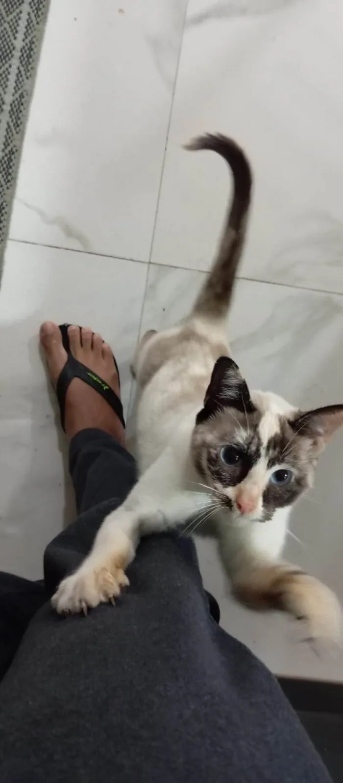Gato ra a SRD-ViraLata idade 5 anos nome Tapioca