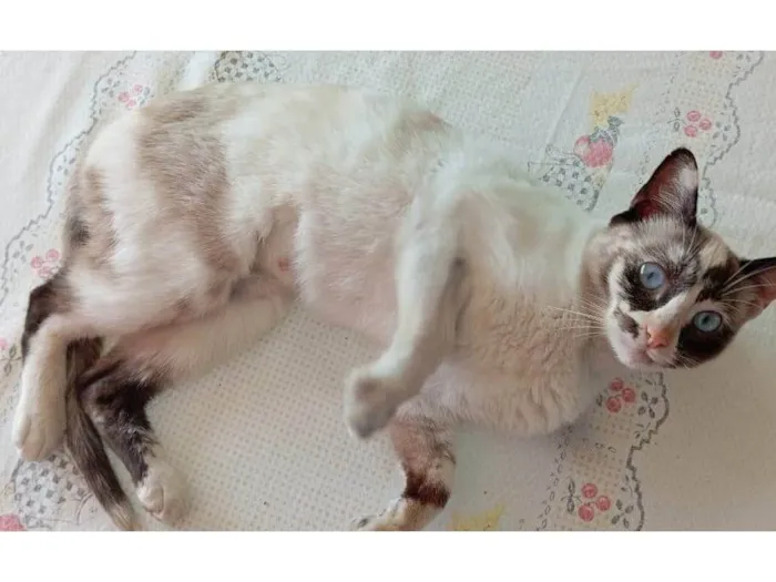 Gato ra a SRD-ViraLata idade 5 anos nome Tapioca