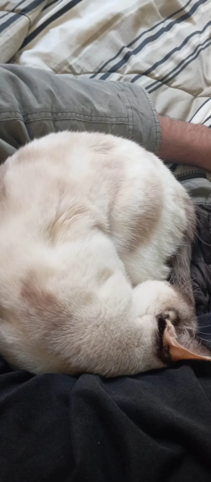 Gato ra a SRD-ViraLata idade 5 anos nome Tapioca