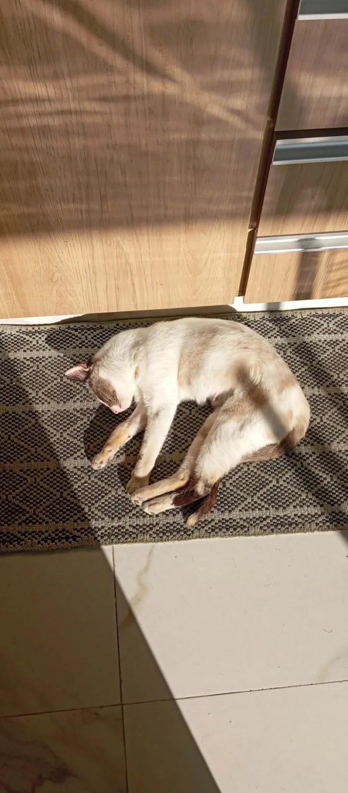 Gato ra a SRD-ViraLata idade 5 anos nome Tapioca