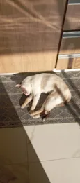 Tapioca