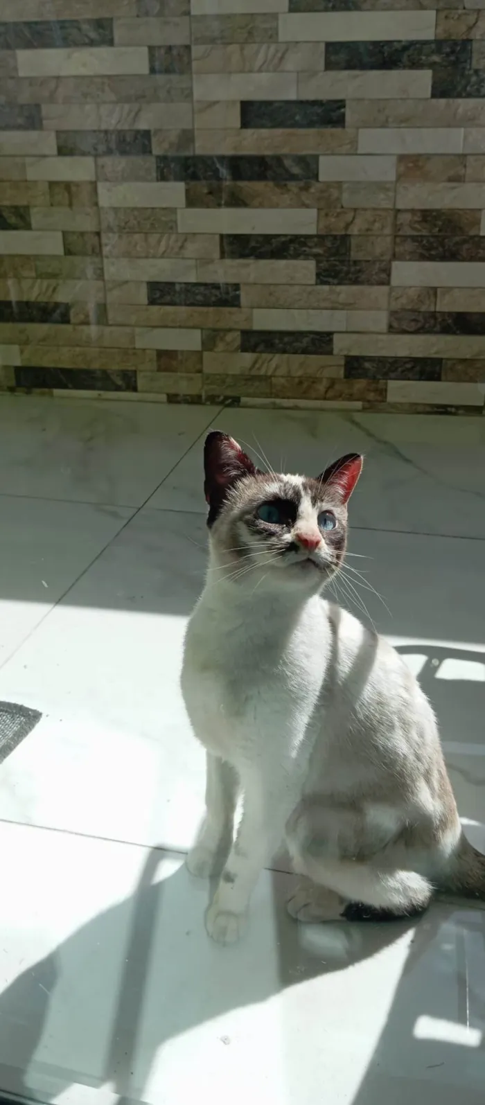 Gato ra a SRD-ViraLata idade 5 anos nome Tapioca