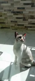 Tapioca