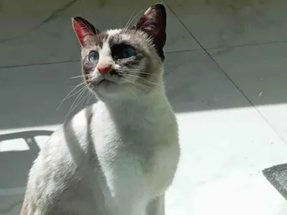 Gato raça SRD-ViraLata idade 5 anos nome Tapioca