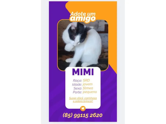 Gato ra a SRD-ViraLata idade 7 a 11 meses nome Mimi
